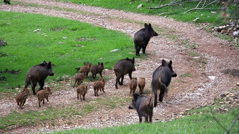 Risultati immagini per cinghiali nel parco