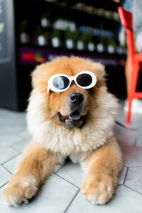 pelle animali